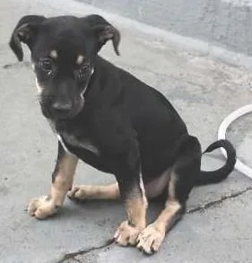 Cachorro raça SRD idade 2 a 6 meses nome Filhote