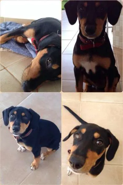 Cachorro ra a SRD idade 2 a 6 meses nome Sabasky