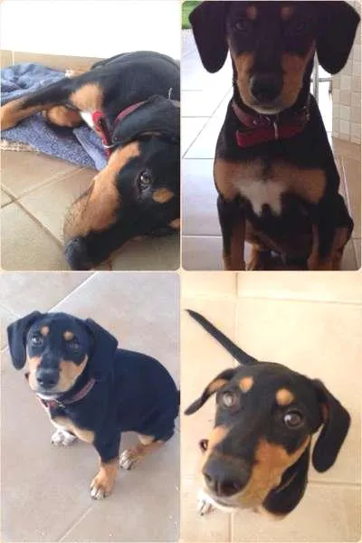 Cachorro ra a SRD idade 2 a 6 meses nome Sabasky