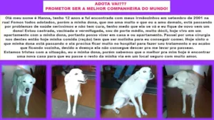 Cachorro raça SRD idade 6 ou mais anos nome Hanna