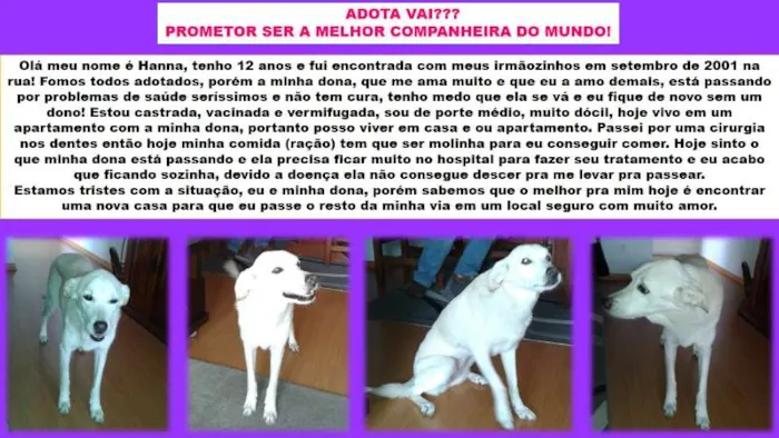 Cachorro ra a SRD idade 6 ou mais anos nome Hanna