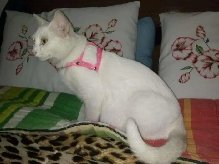 Gato raça não definida idade 1 ano nome Branca