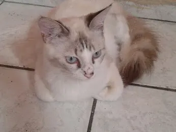 Gato ra a SRD idade 7 a 11 meses nome SOFHI CASTRADA