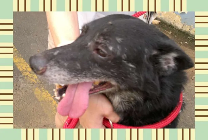Cachorro ra a SRD idade 6 ou mais anos nome LECO