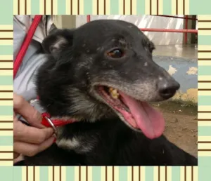 Cachorro raça SRD idade 6 ou mais anos nome LECO