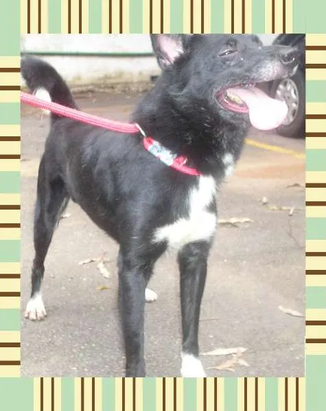 Cachorro ra a SRD idade 6 ou mais anos nome LECO