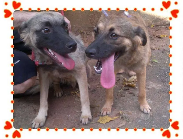 Cachorro ra a SRD idade 7 a 11 meses nome MASCARA E MANDJU