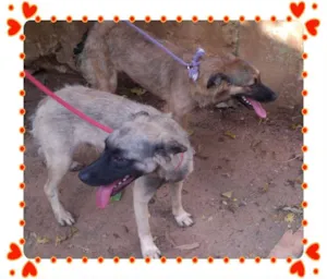 Cachorro raça SRD idade 7 a 11 meses nome MASCARA E MANDJU