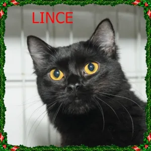 Gato raça SRD idade 1 ano nome LINCE