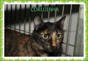 Gato raça SRD idade 1 ano nome Corujinha