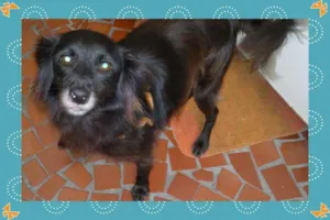 Cachorro raça SRD idade 2 anos nome NENÊ