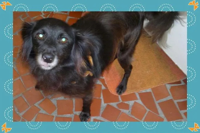 Cachorro ra a SRD idade 2 anos nome NENÊ