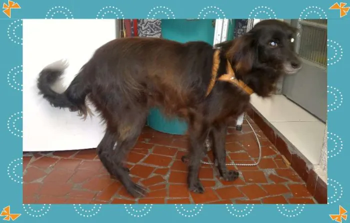 Cachorro ra a SRD idade 2 anos nome NENÊ