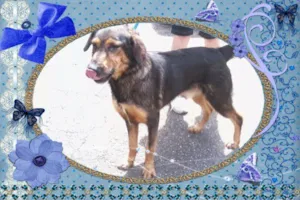 Cachorro raça SRD idade 5 anos nome RINGO