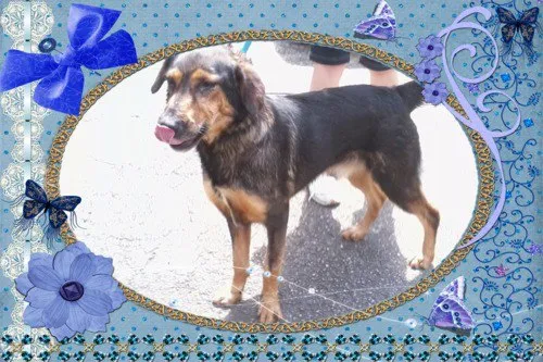 Cachorro ra a SRD idade 5 anos nome RINGO
