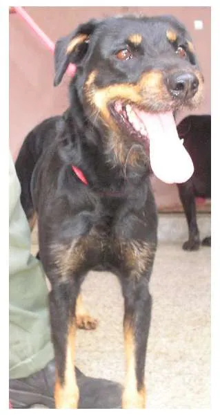 Cachorro ra a SRD idade 5 anos nome NAOMI