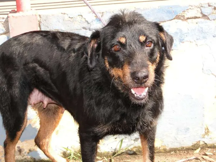 Cachorro ra a SRD idade 5 anos nome NAOMI