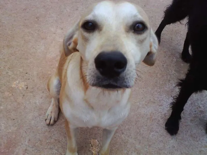 Cachorro ra a SRD idade 2 anos nome Amarelo
