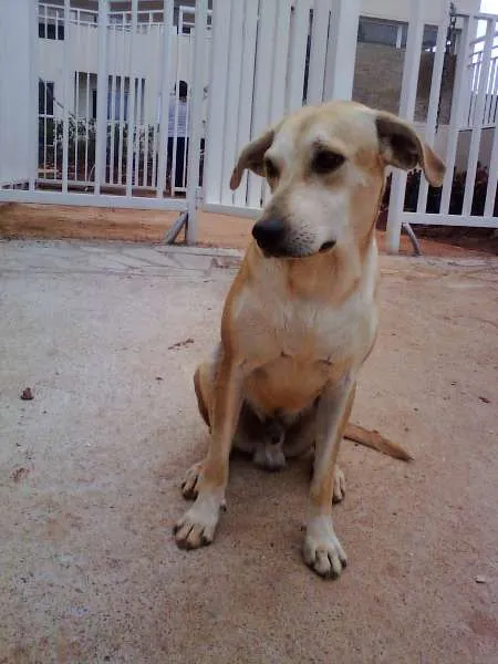 Cachorro ra a SRD idade 2 anos nome Amarelo