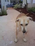 Amarelo