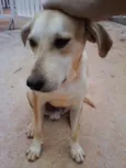 Amarelo