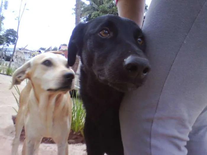 Cachorro ra a SRD idade 2 anos nome Amarelo