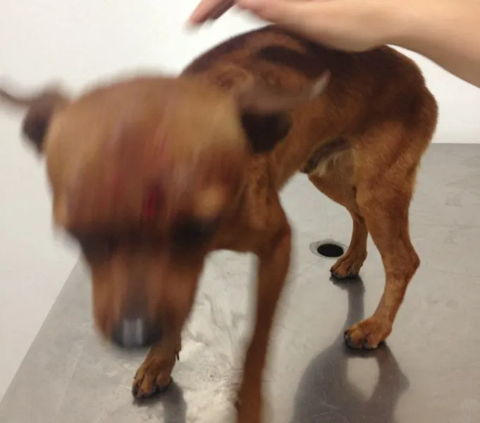 Cachorro ra a Pinsher idade  nome Não sei