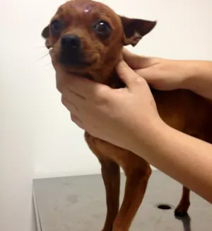 Cachorro raça Pinsher idade  nome Não sei