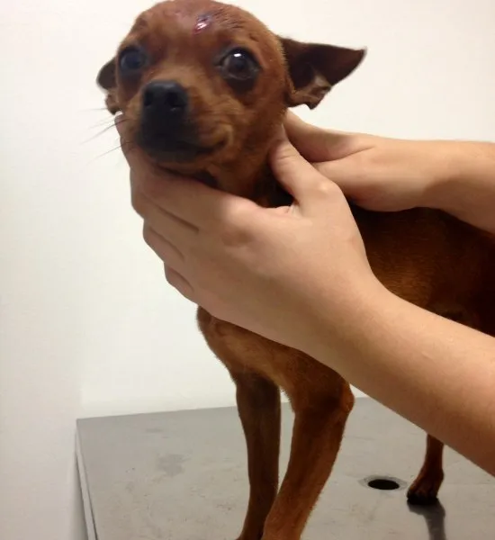 Cachorro ra a Pinsher idade  nome Não sei
