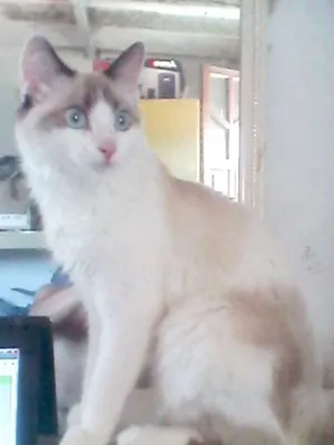 Gato raça Siamês idade 2 a 6 meses nome Bruna