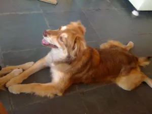 Cachorro raça Sem raca definida idade 5 anos nome Bob