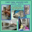 Gato raça SRD idade 1 ano nome Jake