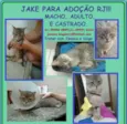 Gato raça SRD idade 1 ano nome Jake