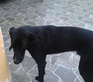 Cachorro raça srd idade 7 a 11 meses nome Toby