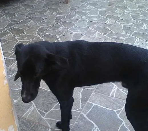 Cachorro ra a srd idade 7 a 11 meses nome Toby