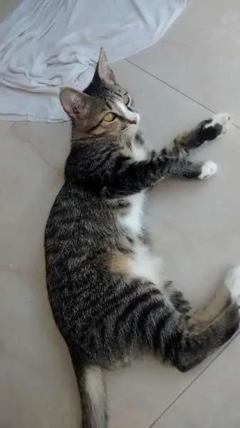 Gato ra a SRD idade 2 a 6 meses nome Abigail