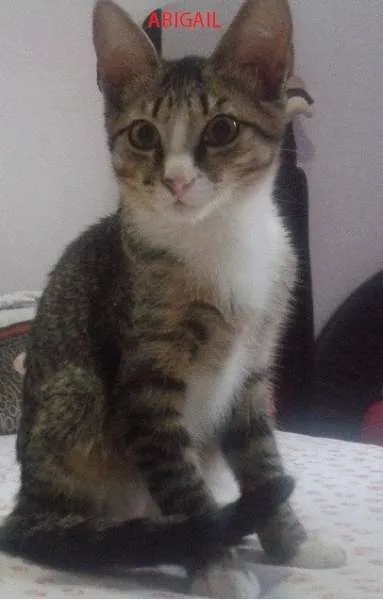 Gato ra a SRD idade 2 a 6 meses nome Abigail