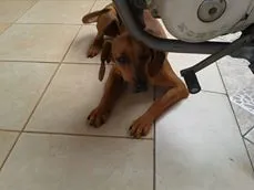 Cachorro ra a misturada idade 2 a 6 meses nome sapeka-92507723