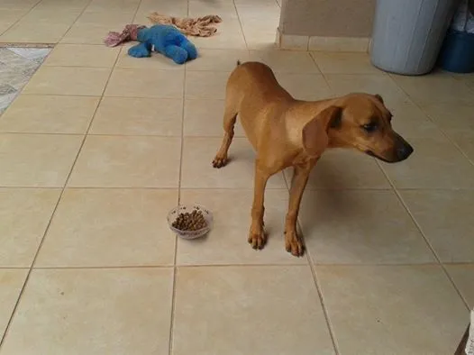 Cachorro ra a misturada idade 2 a 6 meses nome sapeka-92507723