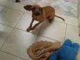 sapeka-92507723