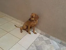 Cachorro ra a misturada idade 2 a 6 meses nome sapeka-92507723