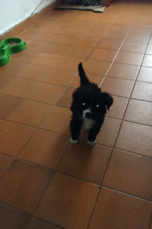 Cachorro raça SRD idade Abaixo de 2 meses nome Carminha 