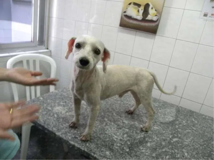 Cachorro ra a Poodle idade 3 anos nome TICO