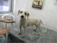 TICO