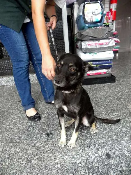 Cachorro ra a SRD idade 2 anos nome OLGA