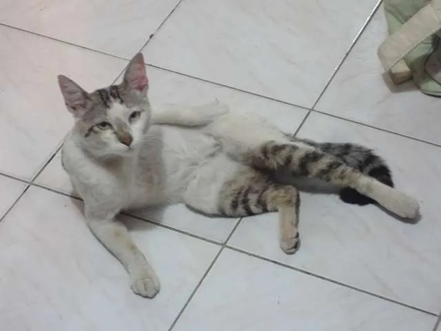 Gato raça Indefinida idade 3 anos nome Jimi