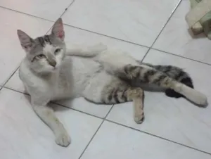 Gato raça Indefinida idade 3 anos nome Jimi