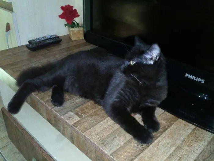 Gato ra a SRD idade 7 a 11 meses nome Romeu
