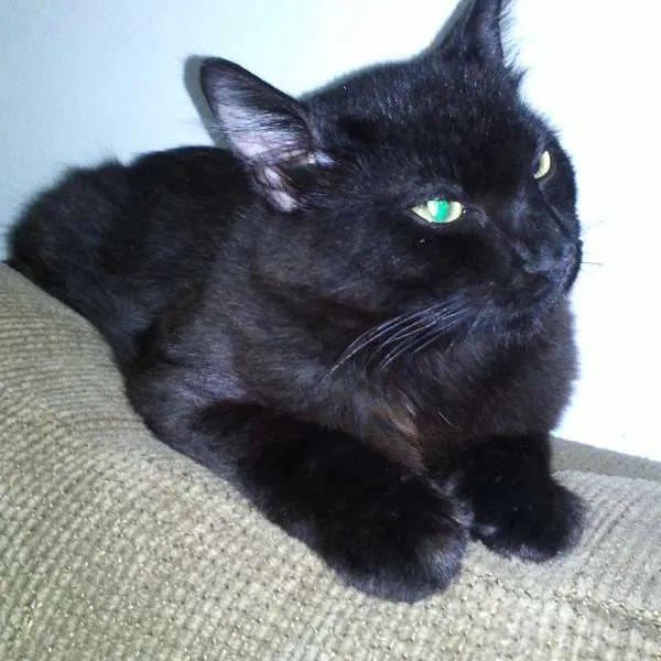 Gato ra a SRD idade 7 a 11 meses nome Romeu