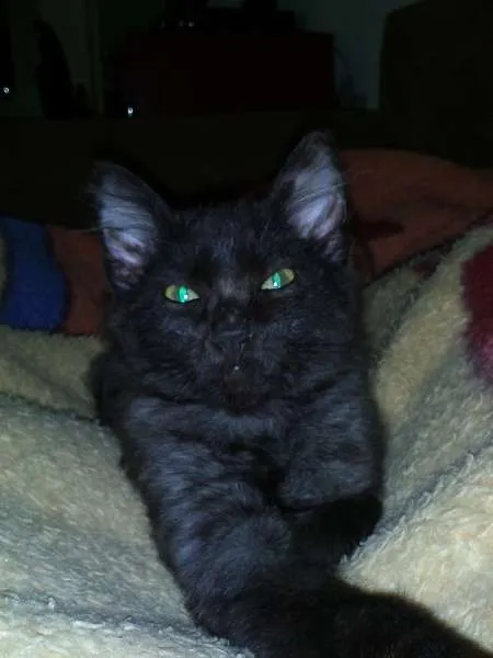 Gato ra a SRD idade 7 a 11 meses nome Romeu